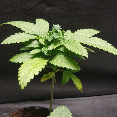 N13 Kush #1 - 9.2 w/f growlog timeline photo
