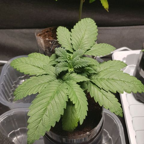 Skunk #1 #2 - 7.1 w/f growlog timeline photo