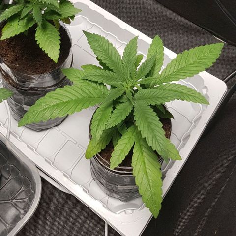 Skunk #1 #1 - 7.1 w/f growlog timeline photo
