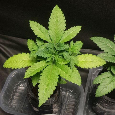 N13 Kush #1 - 9.2 w/f growlog timeline photo