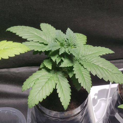 Skunk #1 #2 - 7.1 w/f growlog timeline photo
