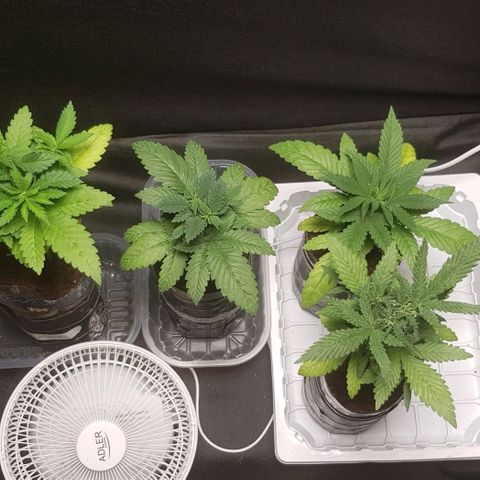 N13 Kush #1 - 9.2 w/f growlog timeline photo