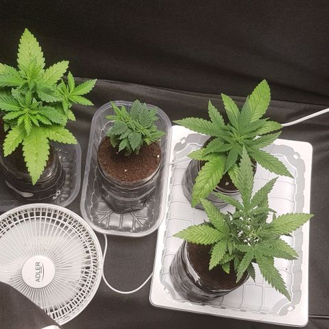 N13 Kush #1 - 9.2 w/f growlog timeline photo