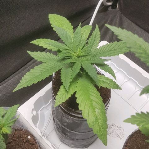 Skunk #1 #1 - 7.1 w/f growlog timeline photo