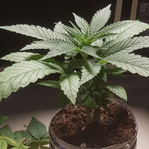 Skunk #1 #1 - 7.1 w/f growlog timeline photo