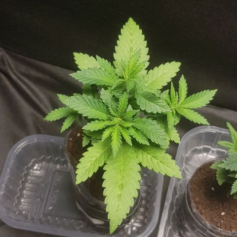 N13 Kush #1 - 9.2 w/f growlog timeline photo