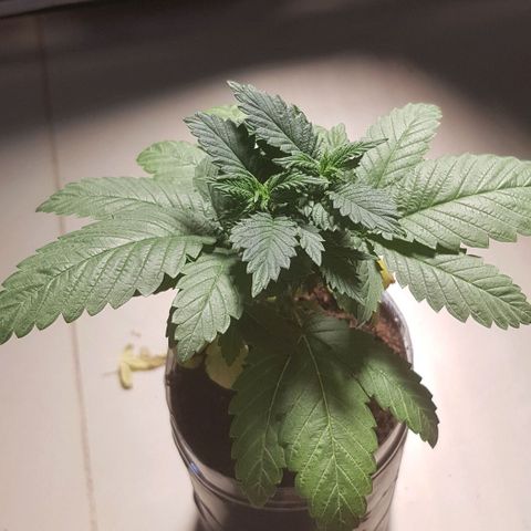 Skunk #1 #2 - 7.1 w/f growlog timeline photo