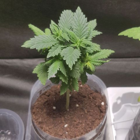 Skunk #1 #2 - 7.1 w/f growlog timeline photo