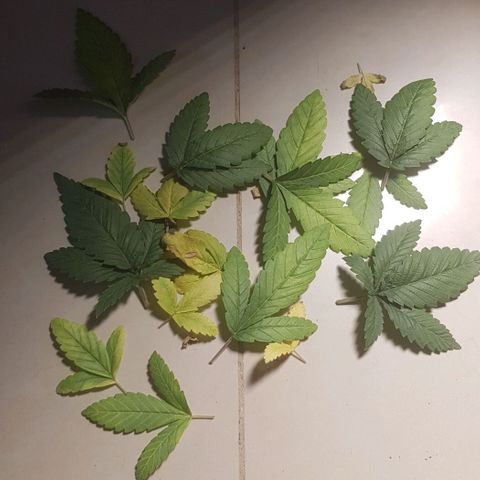 N13 Kush #1 - 9.2 w/f growlog timeline photo