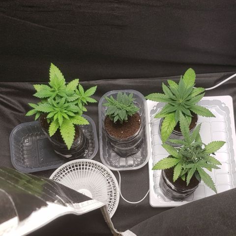 N13 Kush #1 - 9.2 w/f growlog timeline photo