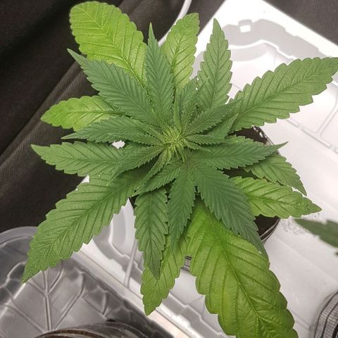 Skunk #1 #1 - 7.1 w/f growlog timeline photo