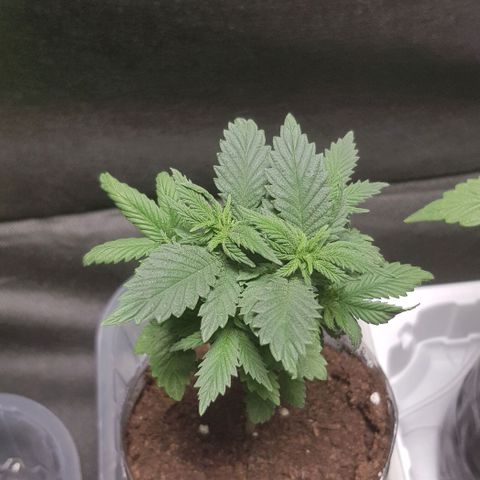 Skunk #1 #2 - 7.1 w/f growlog timeline photo