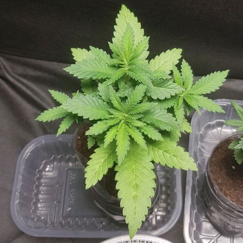 N13 Kush #1 - 9.2 w/f growlog timeline photo
