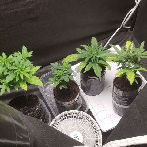 N13 Kush #1 - 9.2 w/f growlog timeline photo