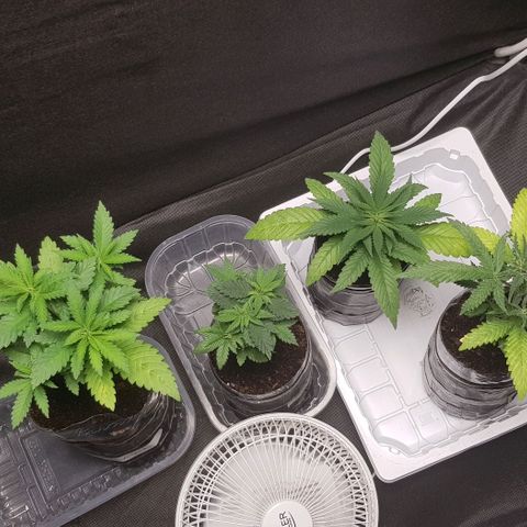 N13 Kush #1 - 9.2 w/f growlog timeline photo