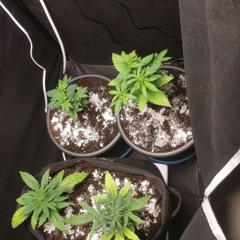 N13 Kush #1 - 9.2 w/f growlog timeline photo