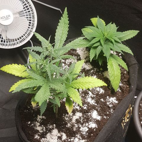N13 Kush #1 - 9.2 w/f growlog timeline photo