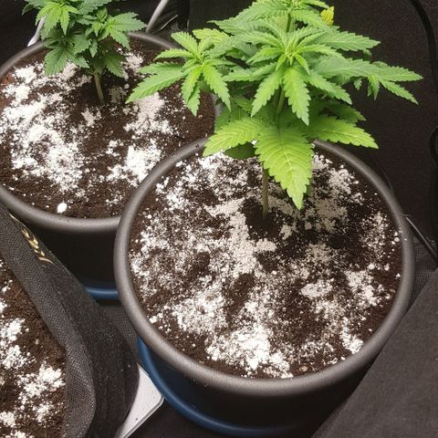 N13 Kush #1 - 9.2 w/f growlog timeline photo