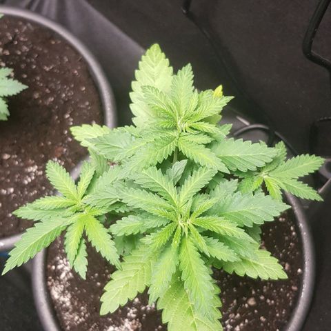 N13 Kush #1 - 9.2 w/f growlog timeline photo