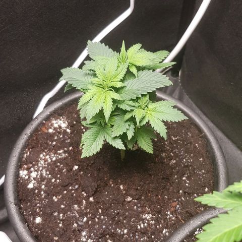Skunk #1 #2 - 7.1 w/f growlog timeline photo
