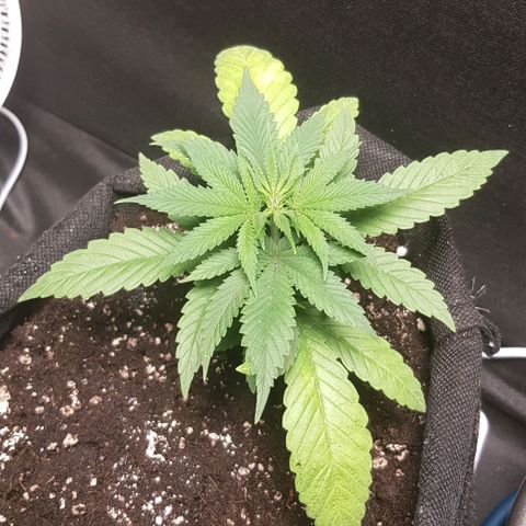 Skunk #1 #1 - 7.1 w/f growlog timeline photo
