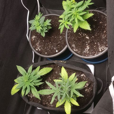 N13 Kush #1 - 9.2 w/f growlog timeline photo