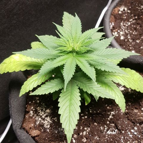 Skunk #1 #1 - 7.1 w/f growlog timeline photo