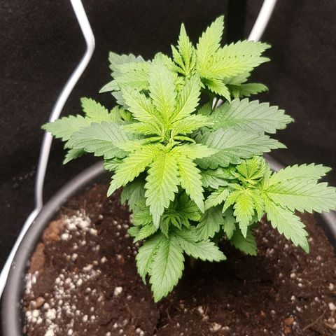 Skunk #1 #2 - 7.1 w/f growlog timeline photo