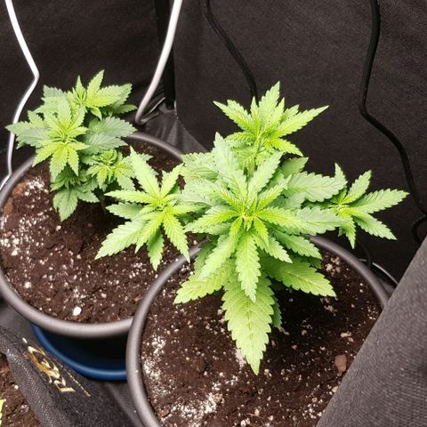 N13 Kush #1 - 9.2 w/f growlog timeline photo