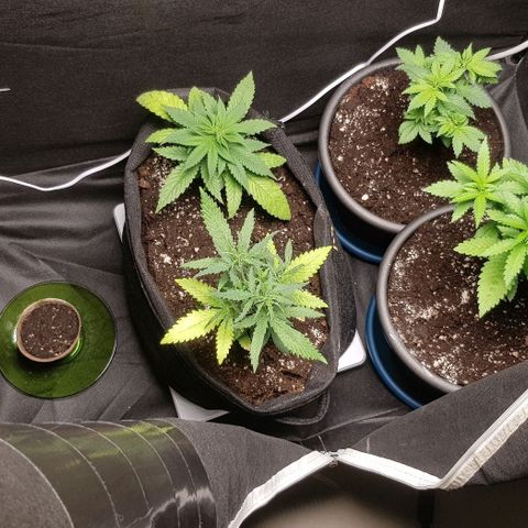 N13 Kush #1 - 9.2 w/f growlog timeline photo