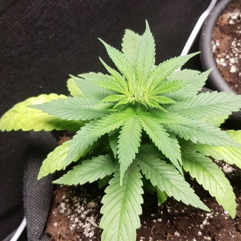 Skunk #1 #1 - 7.1 w/f growlog timeline photo