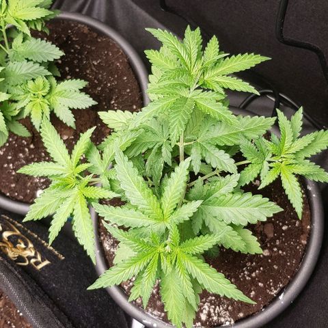 N13 Kush #1 - 9.2 w/f growlog timeline photo