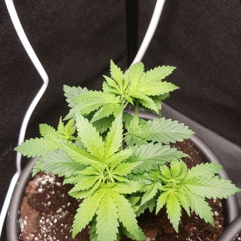 Skunk #1 #2 - 7.1 w/f growlog timeline photo