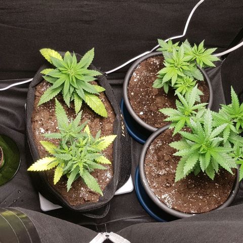 N13 Kush #1 - 9.2 w/f growlog timeline photo