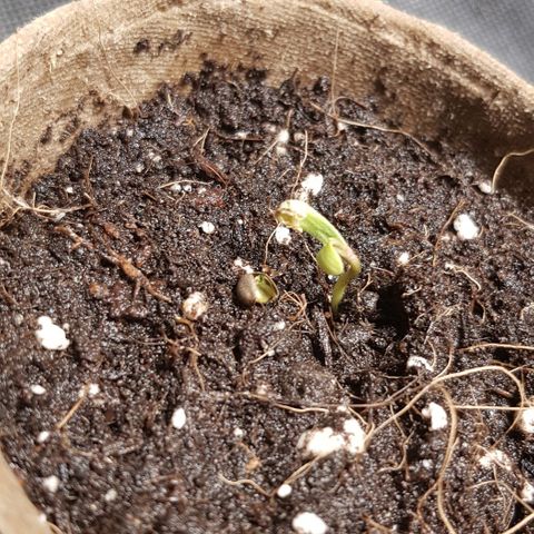 Auto w/w - 12 w/f growlog photo: first day of sprouting