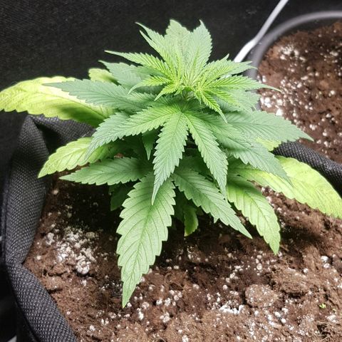 Skunk #1 #1 - 7.1 w/f growlog timeline photo