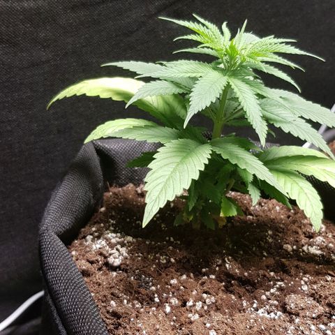 Skunk #1 #1 - 7.1 w/f growlog timeline photo