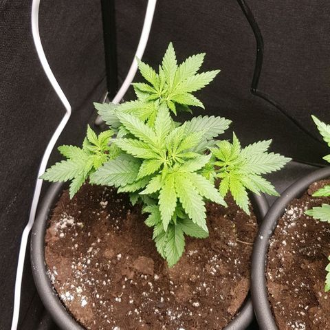 Skunk #1 #2 - 7.1 w/f growlog timeline photo