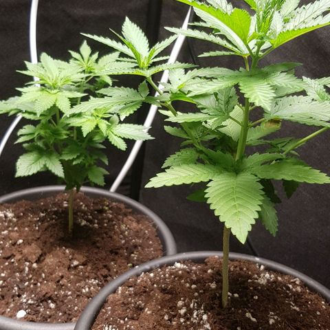 N13 Kush #1 - 9.2 w/f growlog timeline photo