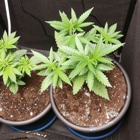 N13 Kush #1 - 9.2 w/f growlog timeline photo
