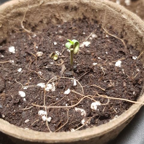Auto w/w - 12 w/f growlog timeline photo