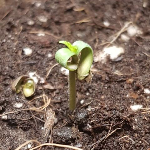 Auto w/w - 12 w/f growlog timeline photo