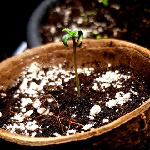Auto w/w - 12 w/f growlog timeline photo
