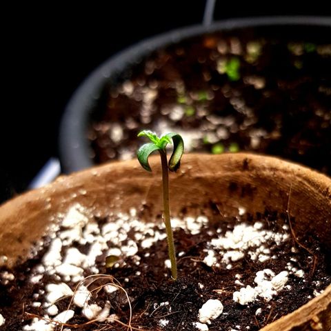 Auto w/w - 12 w/f growlog timeline photo