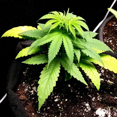 Skunk #1 #1 - 7.1 w/f growlog timeline photo
