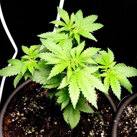 Skunk #1 #2 - 7.1 w/f growlog timeline photo