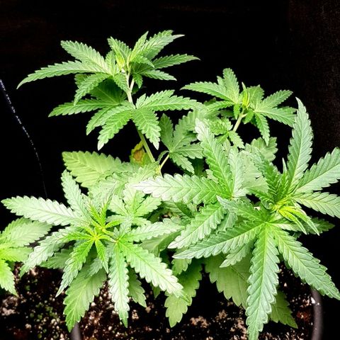 N13 Kush #1 - 9.2 w/f growlog timeline photo