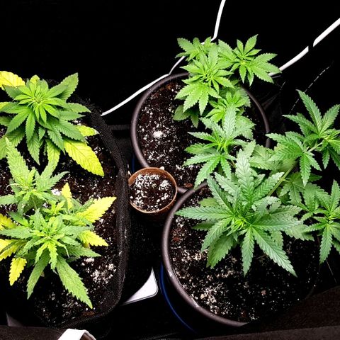 N13 Kush #1 - 9.2 w/f growlog timeline photo