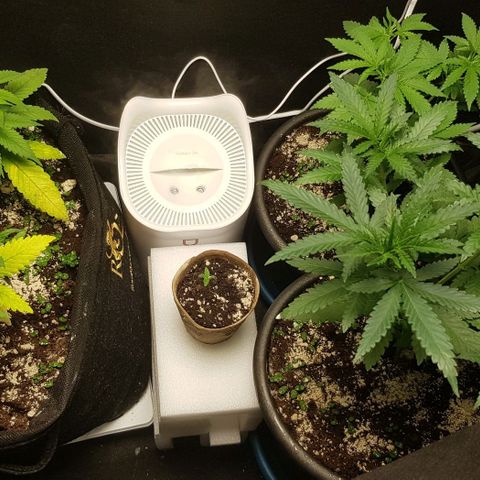 N13 Kush #1 - 9.2 w/f growlog timeline photo