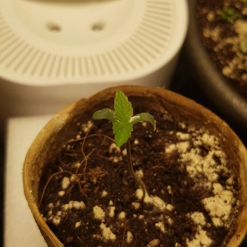 Auto w/w - 12 w/f growlog timeline photo